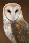 USA, Washington State, Tacoma. Close-up of barn owl at Point Defiance Zoo. Art Print